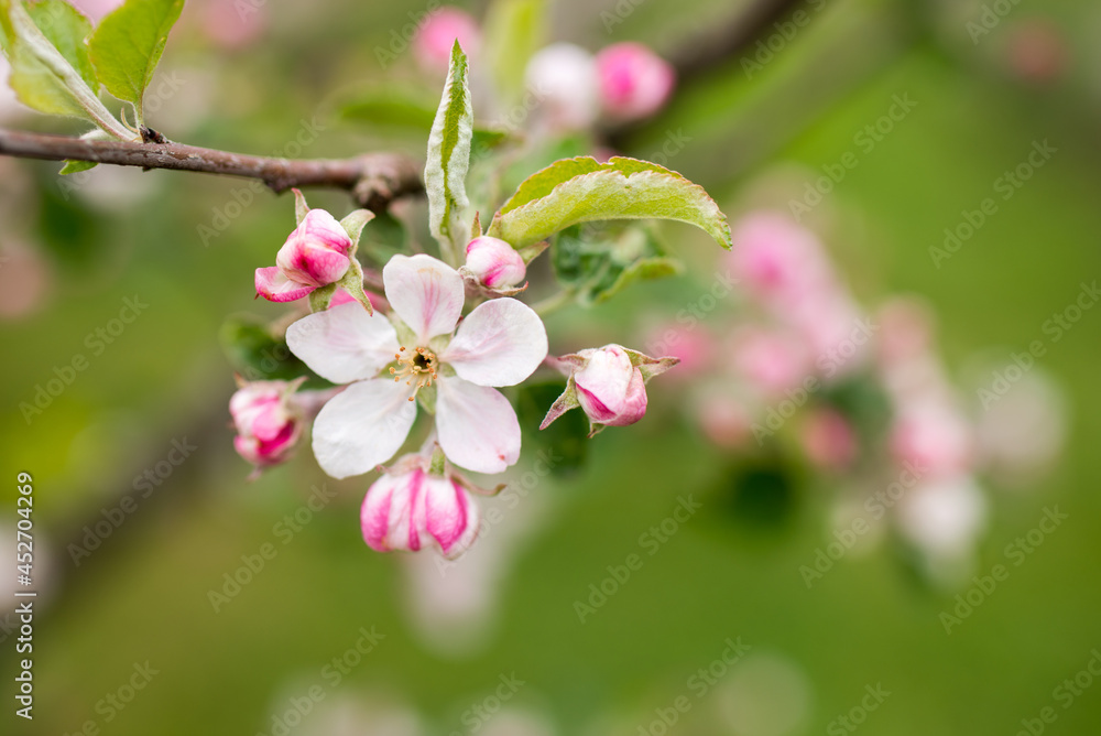 Blooming apple tree in spring. Nature blurry background Blooming apple tree in spring. Nature blurry background