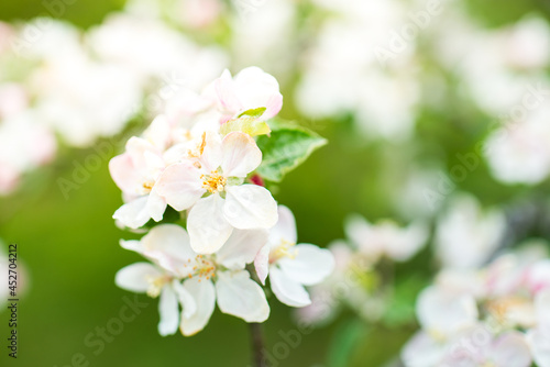 Blooming apple tree in spring. Nature blurry background © annamaria