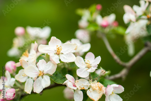 Blooming apple tree in spring. Nature blurry background