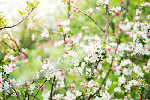 Blooming apple tree in spring. Nature blurry background