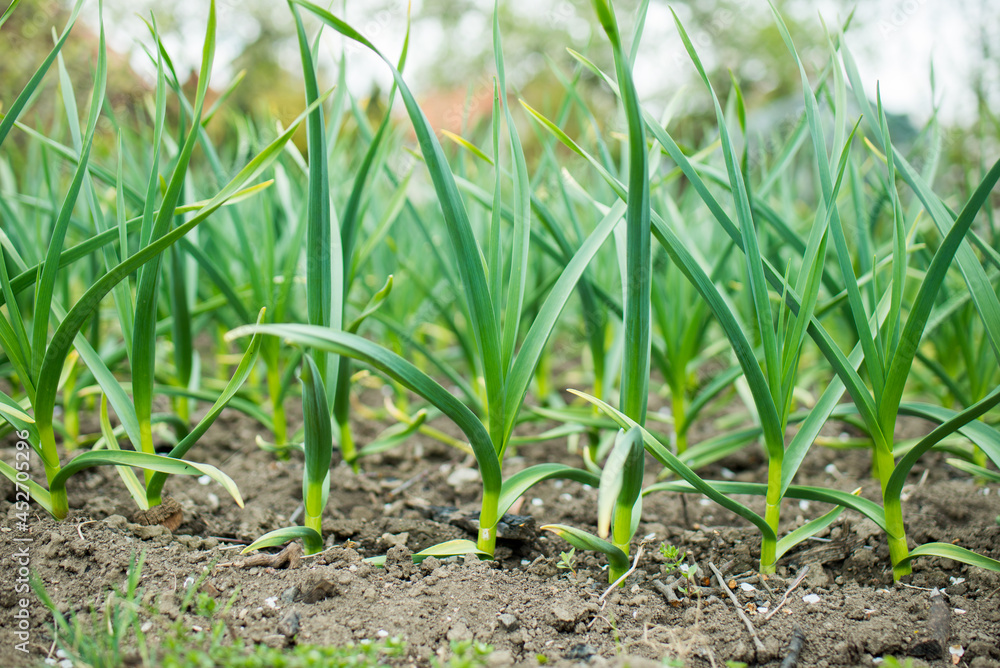 Sowing vegetables in the field. Gardening spring concept. Sowing vegetables in the field. Gardening spring concept.