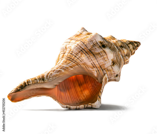 Spotted reddish ocean shell studio photo isolated.