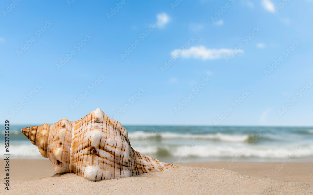 Seashell like a trumpet on the seashore with sea waves and blue sky. Seashell like a trumpet on the seashore with sea waves and blue sky.