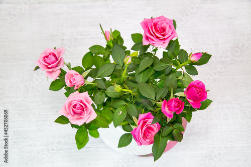 Rose Cardana Grande plant (Latin Rósa) with bright pink flowers in a pot on a light background, top view. Flora home indoor plants flowers. photo