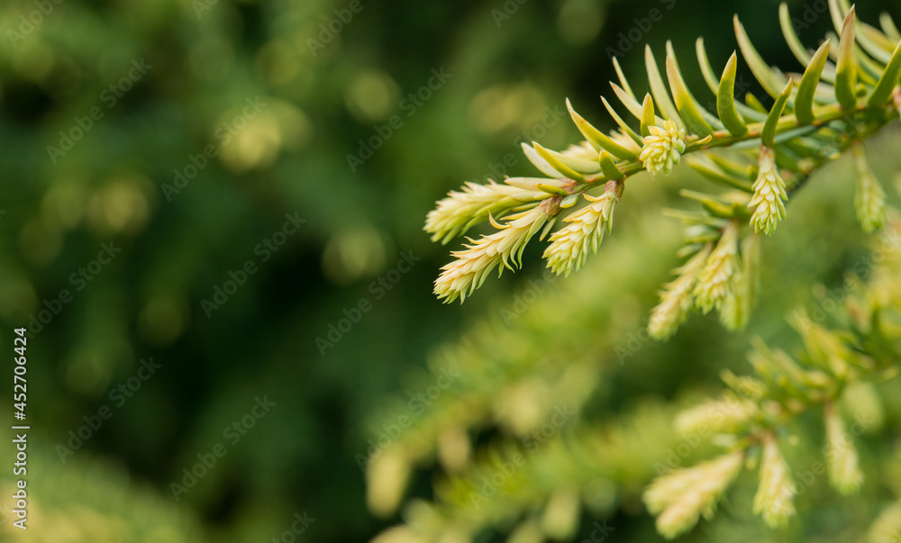 Trees and flowers in environment. Gardening in village for fresh air. Trees and flowers in environment. Gardening in village for fresh air.