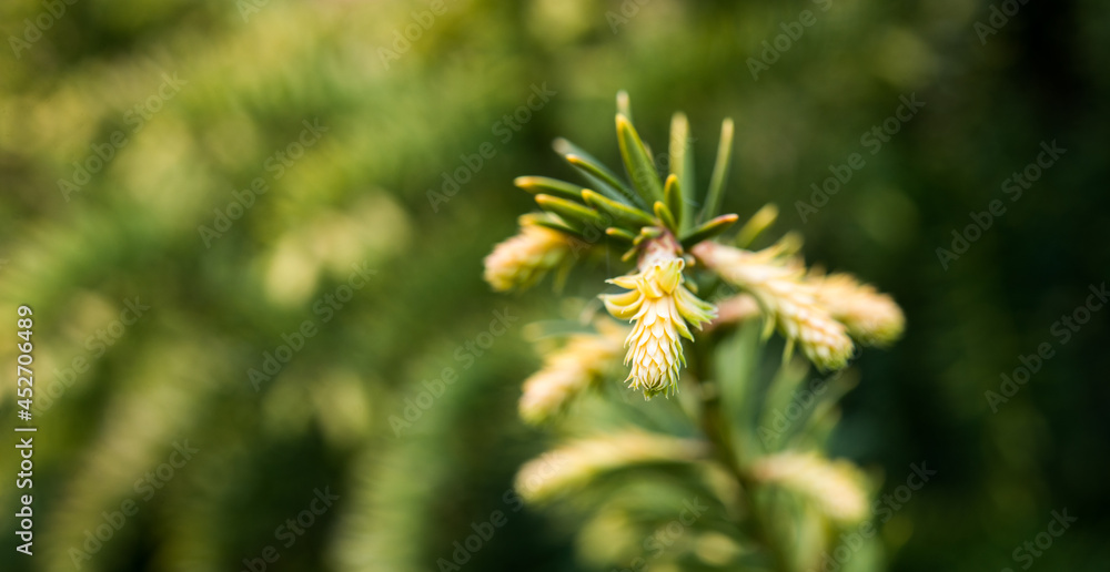Trees and flowers in environment. Gardening in village for fresh air. Trees and flowers in environment. Gardening in village for fresh air.