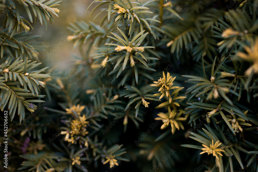 Trees and flowers in environment. Gardening in village for fresh air. Trees and flowers in environment. Gardening in village for fresh air.