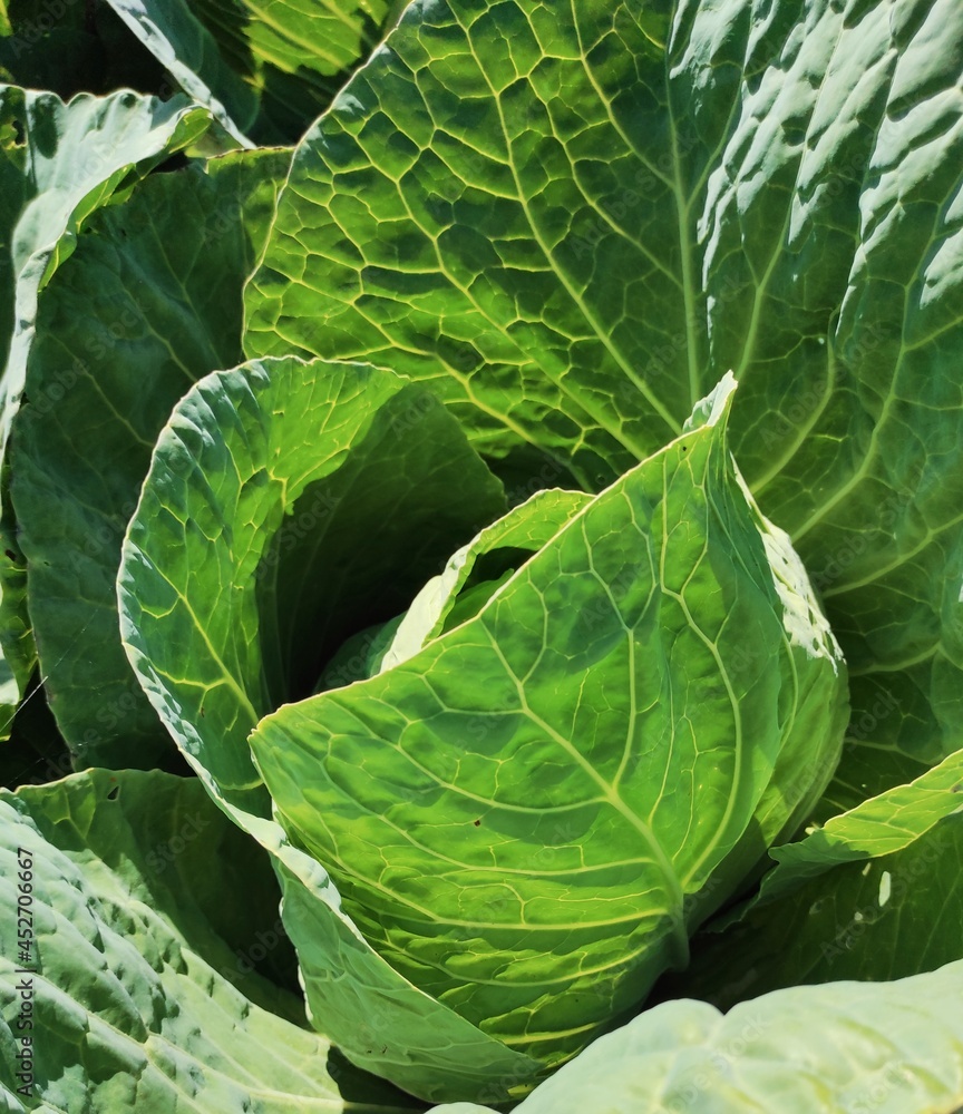 Green cabbage with open leaves.Photos can be used for harvesting, autumn, farm, fair, proper nutrition. Green cabbage with open leaves.Photos can be used for harvesting, autumn, farm, fair, proper nutrition.