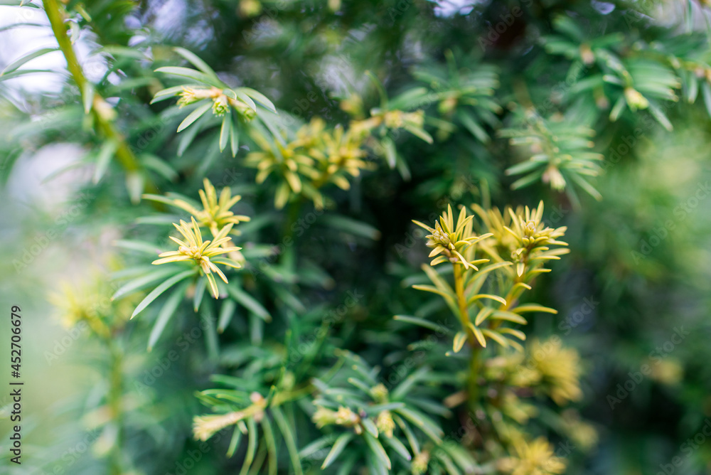 Trees and flowers in environment. Gardening in village for fresh air. Trees and flowers in environment. Gardening in village for fresh air.