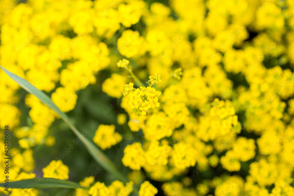 Trees and flowers in environment. Gardening in village for fresh air. Trees and flowers in environment. Gardening in village for fresh air.