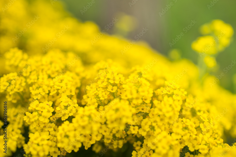 Trees and flowers in environment. Gardening in village for fresh air. Trees and flowers in environment. Gardening in village for fresh air.