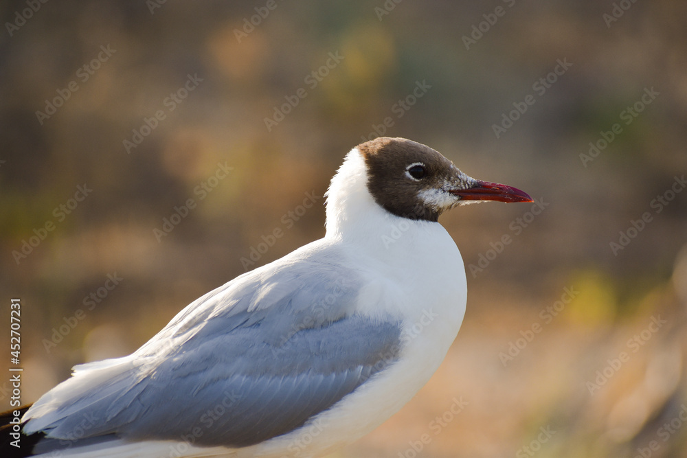 black headed gull