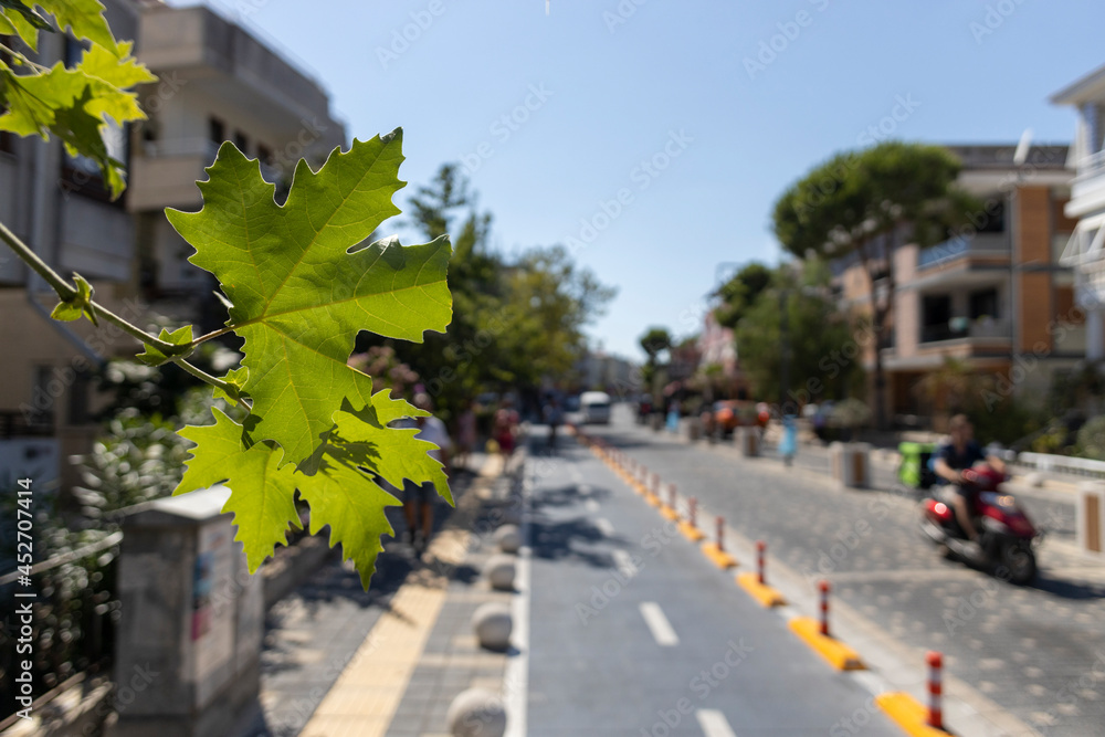 Maple leaf, Street in the background. Close up.