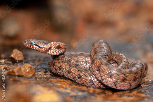 Southern smooth snake, Coronella girondica, on a rock photo