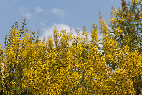 Thryallis glauca, Galphimia, Gold Shower yellow flower. photo