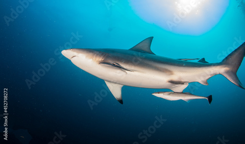 Blacktip  Zambezi  Shark in South Africa