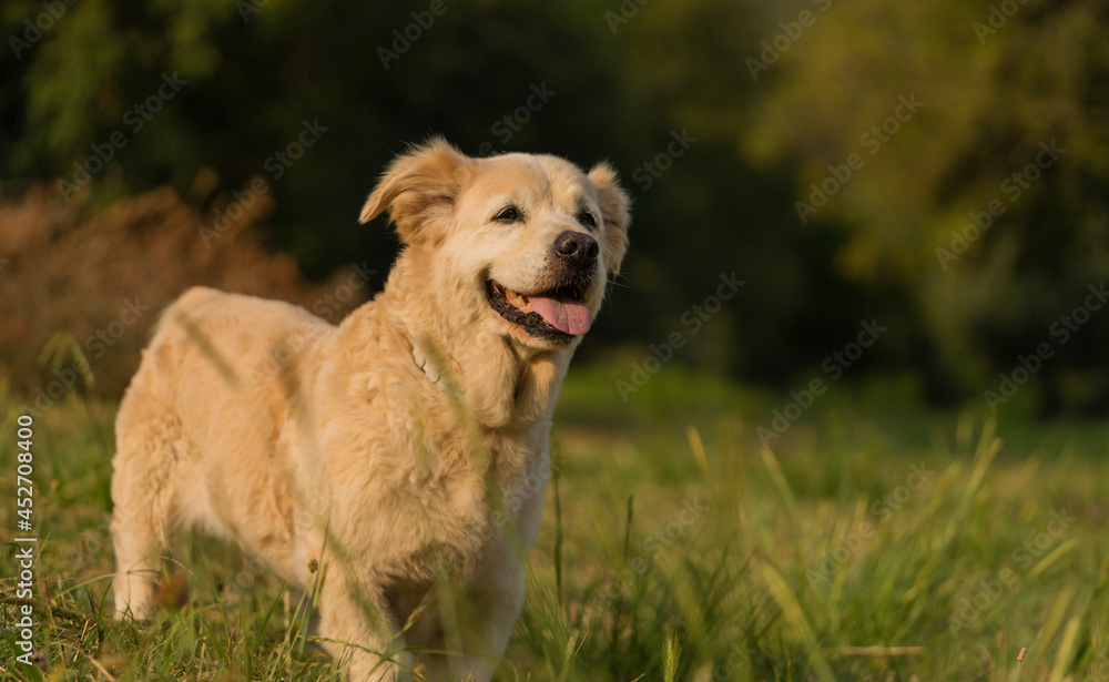 Cute golden retriever dog with dwarfism swimming in the river