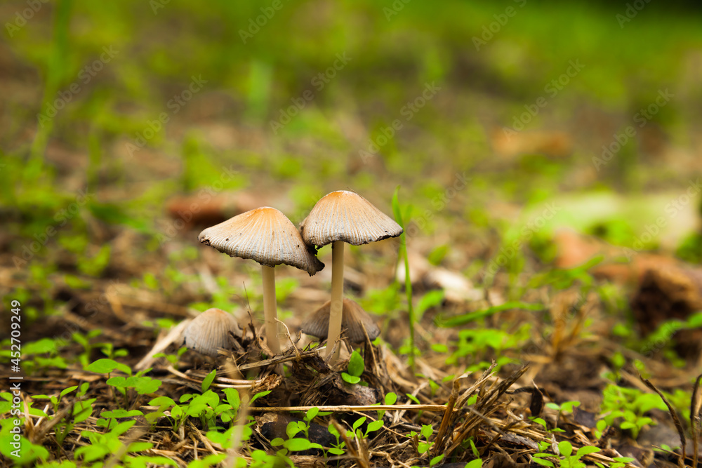 Poisonous mushrooms in a green meadow. Pale toadstool mushrooms. Poisonous mushrooms in a green meadow. Pale toadstool mushrooms.