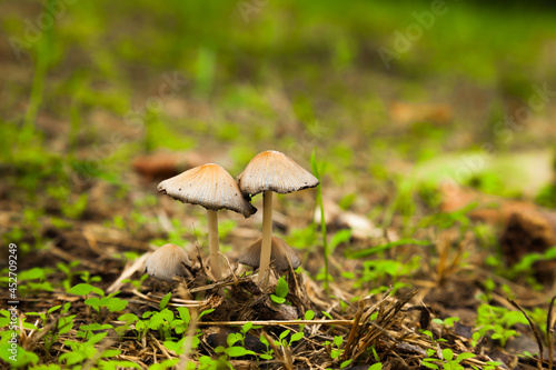 Poisonous mushrooms in a green meadow. Pale toadstool mushrooms.