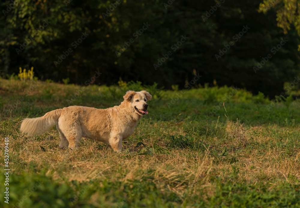 Fototapeta premium Cute golden retriever dog with dwarfism swimming in the river