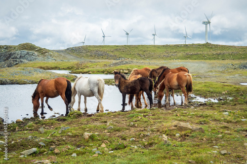 Manada de caballos bebiendo en una charca con un campo de aerogeneradores eolicos de fondo photo