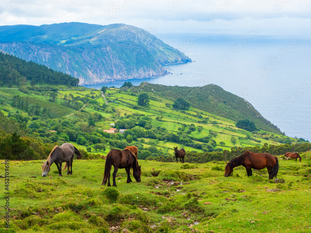 Obraz premium Caballos pastando en libertad frente al Mar Cantábrico