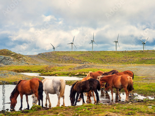 Manada de caballos bebiendo en una charca con un campo de aerogeneradores eolicos de fondo photo