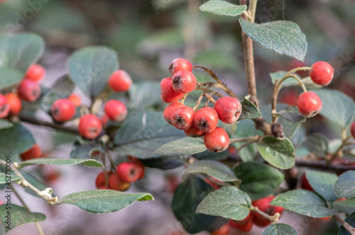 Cotoneaster integerrimus red autumn fruits and green leaves on branches photo