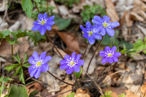 Blue flowers of anemone hepatica in the forest. Hepatica nobilis.