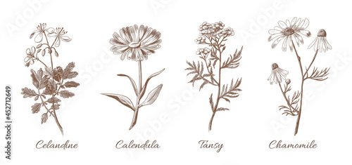 Set of Medicinal Herbs. Hand painted Plants on Vintage style. Botanical illustration. Forest and meadow Flowers - Chamomile, Calendula, tansy and celandine for logo or placard photo