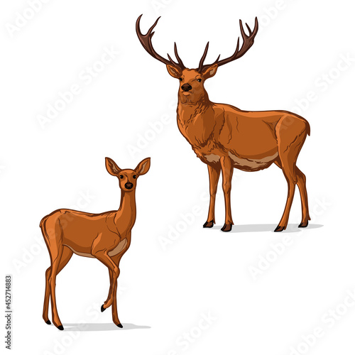 Vector illustration of a Deer. Two deer, isolated on a white background.