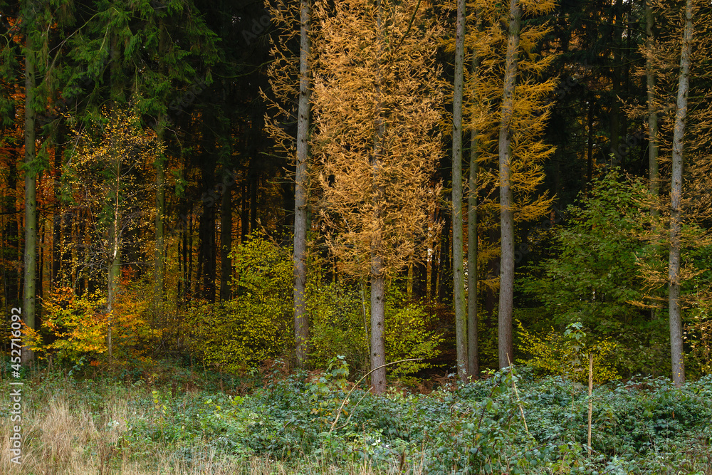Fototapeta premium Mixed woodland in autumn
