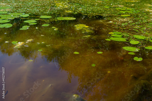 An algal bloom, the water in the river bloomed, the appearance of a lot of green algae, grass, water lilies, reflections, summer sunny day