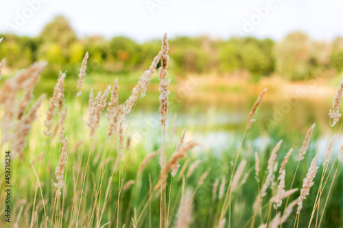 Pampas grass on the lake, reeds, cane seeds. The reeds on the lake are swaying in the wind against the background of the blue sky and water.