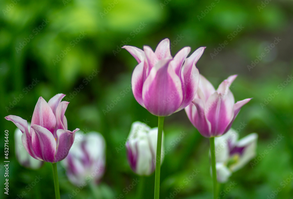 Lilac tulip on a background of green grass in the park. High quality photo 2