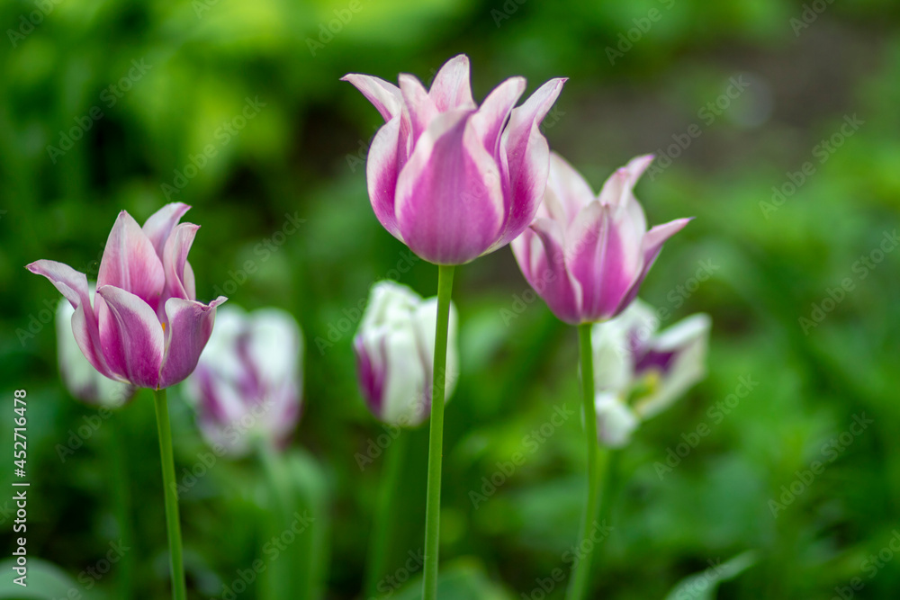 Lilac tulip on a background of green grass in the park. High quality photo 1