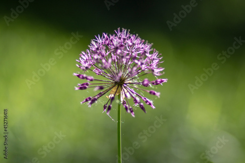 Allium fistulosum on a background of green grass in the park. High quality photo 2
