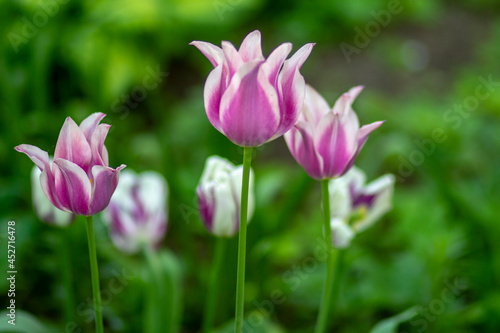 Lilac tulip on a background of green grass in the park. High quality photo 1