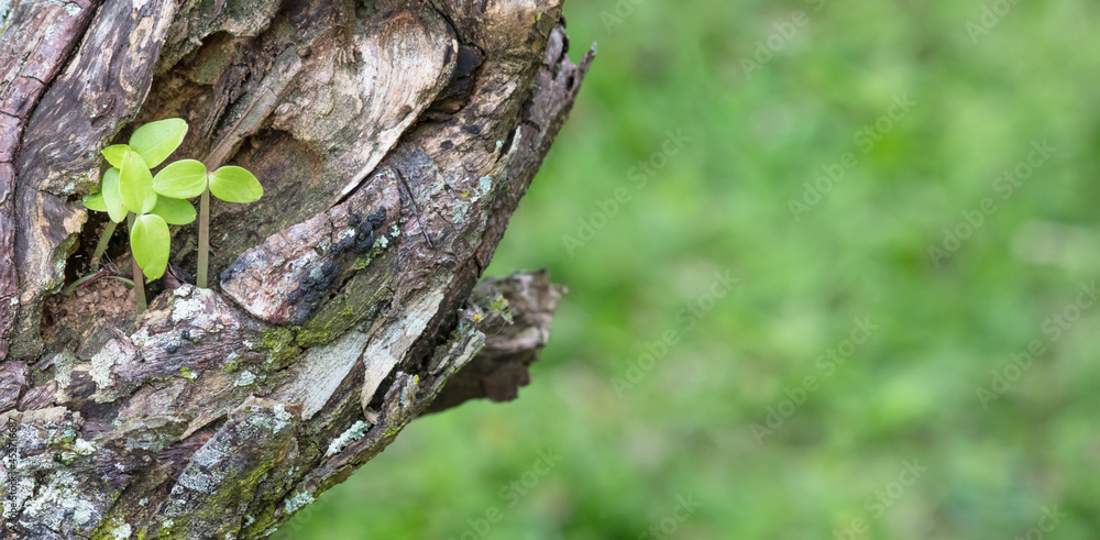 Fototapeta premium Plant growing on tree trunk.