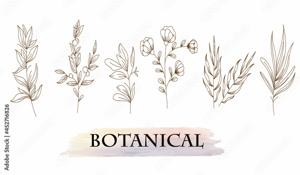 Botanical arts. Hand drawn continuous line drawing of abstract flower, floral, ginkgo, rose, tulip, bouquet of olives. Vector illustration