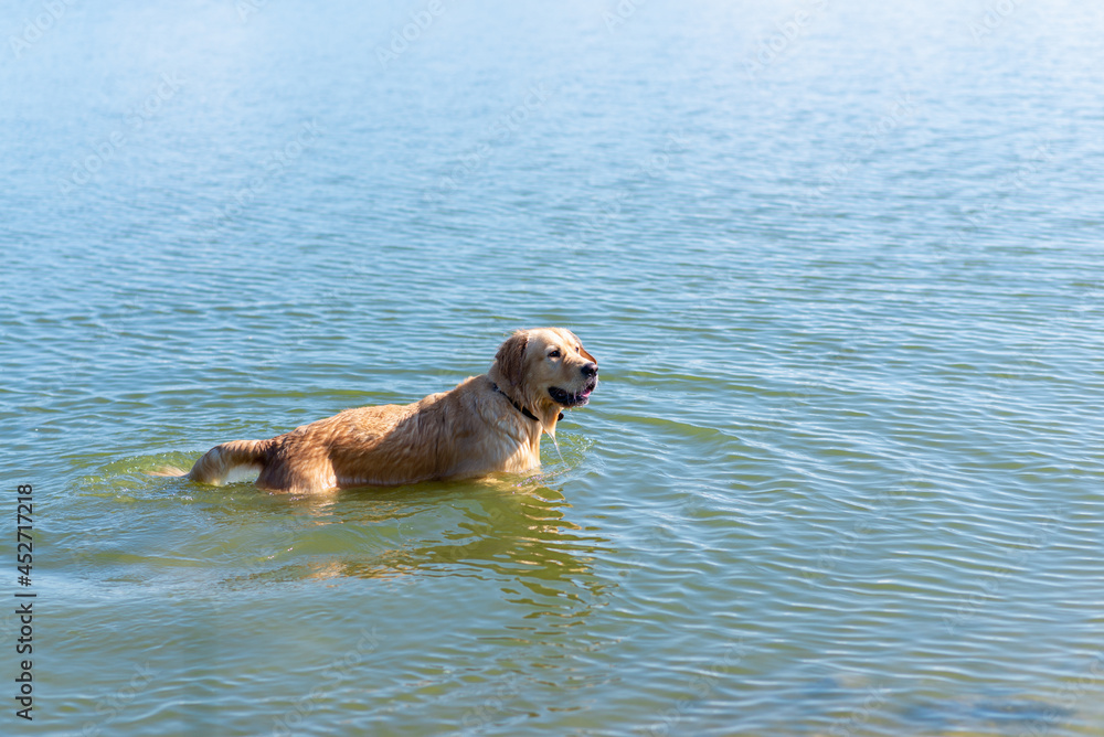 Labrador Retriever standing in the lake. Summer day.funny dog labrador retriever playing in the water on a sunny day