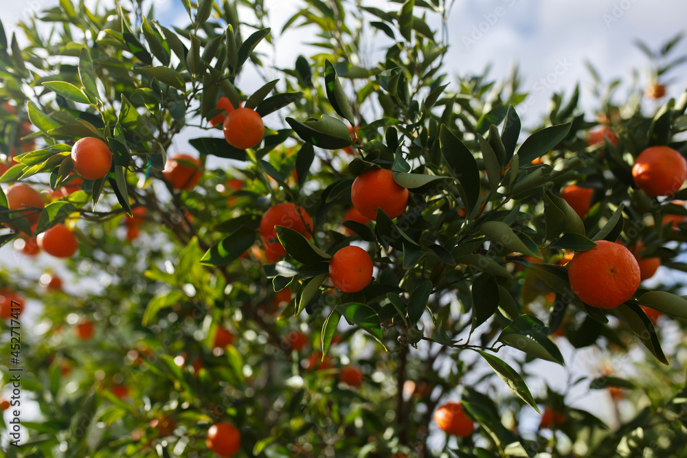 Fresh and ripe mandarins in Adelaide, South Australia
