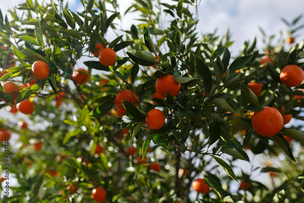 Fresh and ripe mandarins in Adelaide, South Australia Fresh and ripe mandarins in Adelaide, South Australia