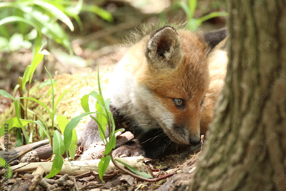 北海道の可愛い動物 A4写真プリント ガラス入り額装 ～キタキツネ～ 北海道の可愛い動物 A4写真プリント ガラス入り額装 ～キタキツネ