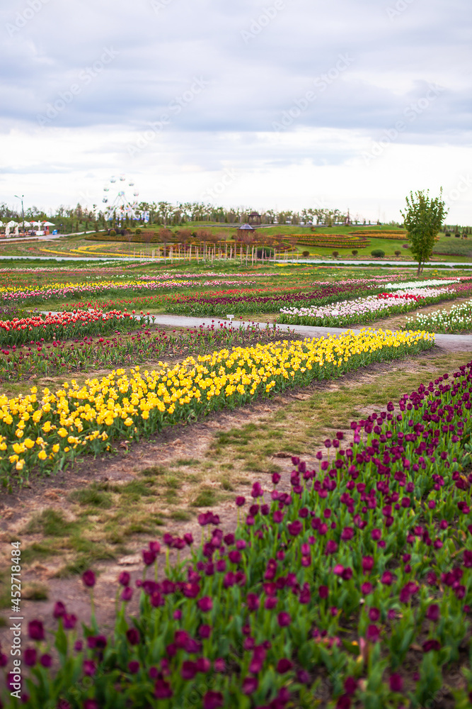 A beautiful park in which tulips bloom on a field