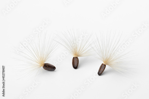  Seed with white pappus of a blessed milkthistle isolated on white background close up photo