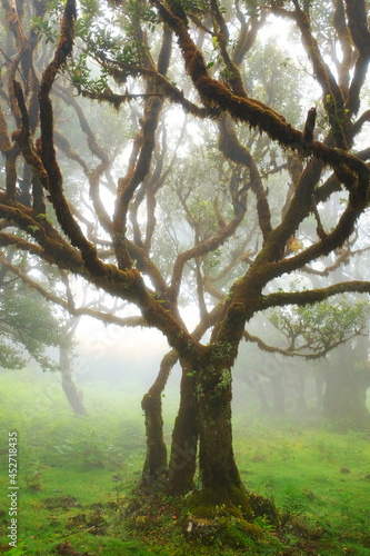 Magnificent misty morning in the forest Fanal on Madeira island, Portugal