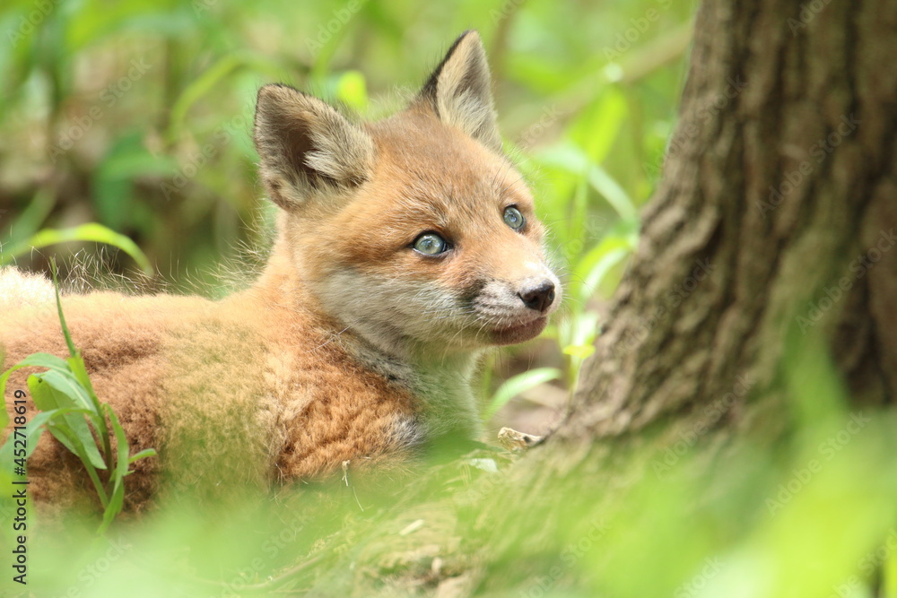 きつね　子ぎつね　キツネ　狐　キタキツネ　子狐　きたきつね　可愛い　かわいい　日本　北海道　