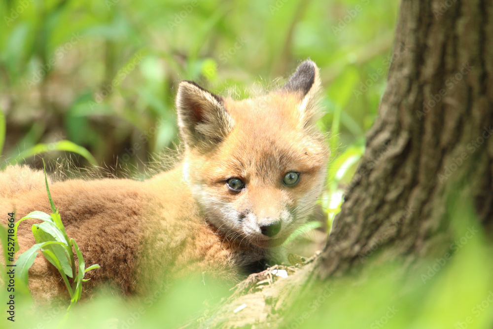 きつね　子ぎつね　キツネ　狐　キタキツネ　子狐　きたきつね　可愛い　かわいい　日本　北海道　