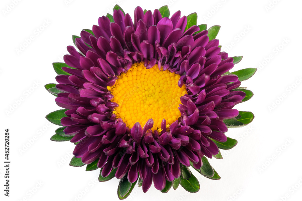 Lilac flower aster Lilac flower aster